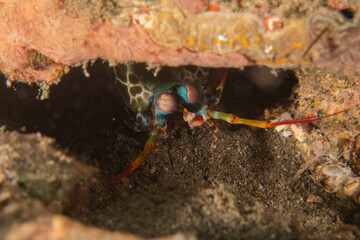 Mantis crayfish  in the Sea of the Philippines
