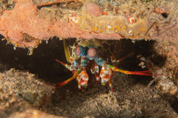 Mantis crayfish  in the Sea of the Philippines
