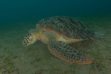 Hawksbill sea turtle in the Sea of the Philippines
