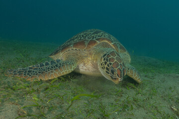 Fototapeta premium Hawksbill sea turtle in the Sea of the Philippines 