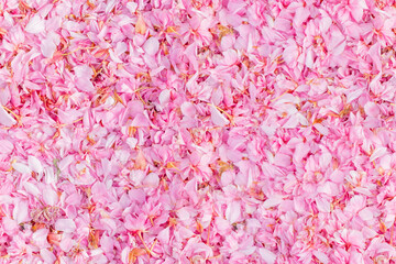 many fallen Fresh Blossoms pink petals of blooming cherry tree sway on ground in wind in rays of...