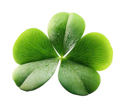 Four leaf clover symbolizing luck and prosperity high fidelity nature close-up botanical concept isolated on transparent background png