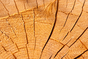 Fototapeta premium Cross-section of spruce trunk, with annual rings and cracks. wood texture