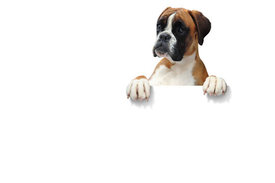 Boxer 403