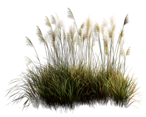 Lush pampas grass swaying gently in the breeze with soft, fluffy Transparent Background, PNG