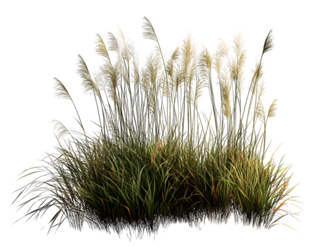 Lush pampas grass swaying gently in the breeze with soft, fluffy Transparent Background, PNG