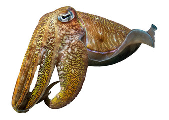 Pharaoh Cuttlefish - Isolated PNG with Transparent Background