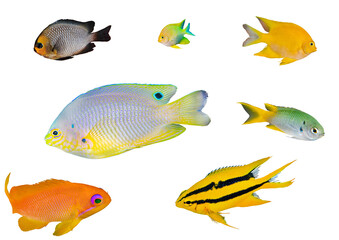 Damselfish Collection Set - Isolated PNG with Transparent Background