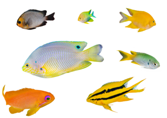 Damselfish Collection Set - Isolated PNG with Transparent Background
