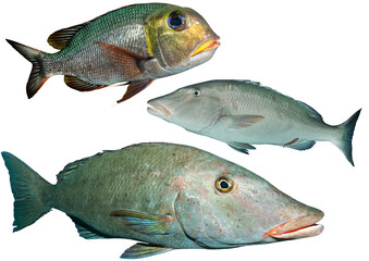 Emperor Fish Collection - Isolated PNG with Transparent Background