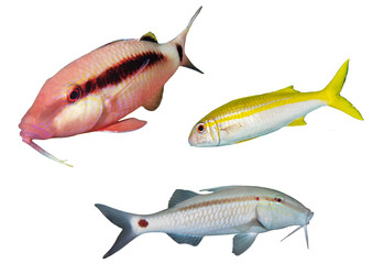 Goatfish Collection - Isolated PNG with Transparent Background