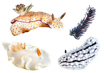Nudibranchs Collection - Isolated PNG with Transparent Background
