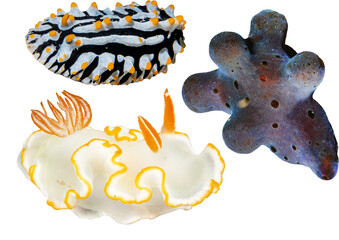 Nudibranchs Collection - Isolated PNG with Transparent Background