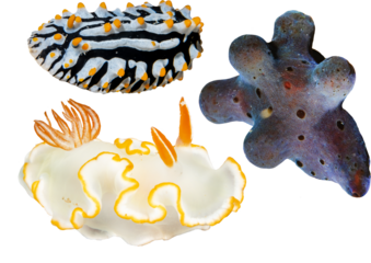 Nudibranchs Collection - Isolated PNG with Transparent Background