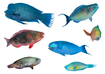 Parrotfish Collection – Isolated PNG with Transparent Background