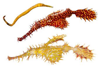 Pipefish Collection – Isolated PNG with Transparent Background