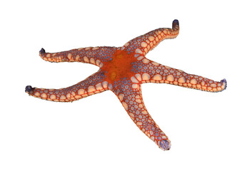 Noduled sea star, Fromia nodosa - Isolated PNG with Transparent Background