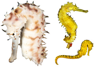 Seahorse Collection – Isolated PNG with Transparent Background