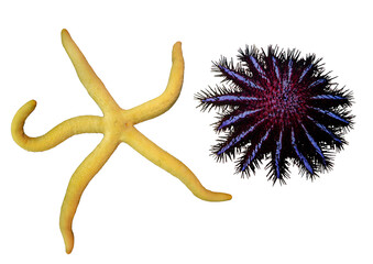 Tropical Star Fish Collection- Isolated PNG with Transparent Background