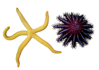 Tropical Star Fish Collection- Isolated PNG with Transparent Background