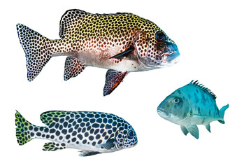 Sweetlips fish collection – Isolated PNG with Transparent Background