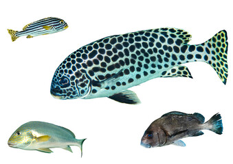 Sweetlips fish collection – Isolated PNG with Transparent Background