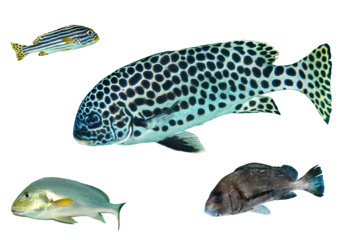 Sweetlips fish collection – Isolated PNG with Transparent Background