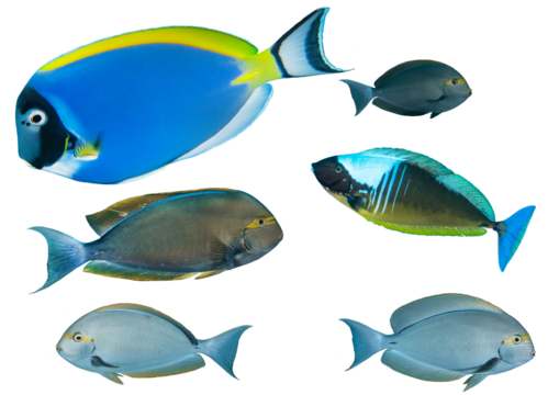 Surgeonfish collection – Isolated PNG with Transparent Background