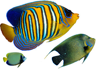 Angelfish Collection from Tropical Waters Worldwide – Isolated PNG on Transparent Background