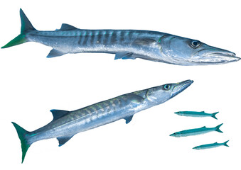 Chevron Barracuda Set – Isolated PNG on Transparent Background