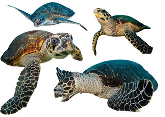 Sea Turtle Collection Set From Tropical Coral Reef Around The World– Isolated PNG on Transparent Background