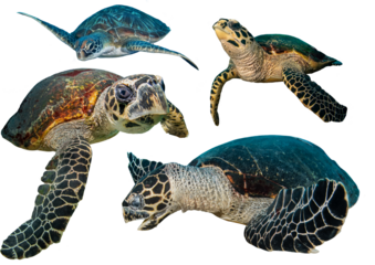 Sea Turtle Collection Set From Tropical Coral Reef Around The World– Isolated PNG on Transparent Background