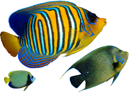 Angelfish Collection from Tropical Waters Worldwide – Isolated PNG on Transparent Background