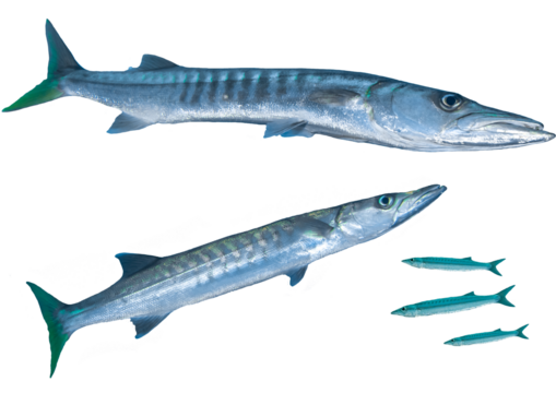 Chevron Barracuda Set – Isolated PNG on Transparent Background