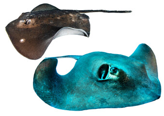 Atlantic Ocean Stingray Collection from Canary Islands, Tenerife, Spain – Isolated PNG on Transparent Background