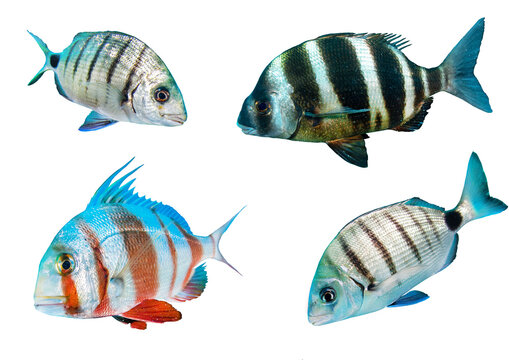 Atlantic Ocean Bream Fish Collection from Canary Islands, Tenerife, Spain &ndash; Isolated PNG on Transparent Background