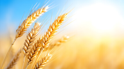 Golden wheat field basking under the warm autumn sun, symbolizing bountiful harvest and agricultural abundance