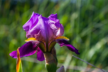 Yellow and blue blooming iris flowers closeup on green garden background. Sunny day. Lot of irises. Large cultivated flowerd of bearded iris Iris germanica. Blue and yellow iris flowers are growing