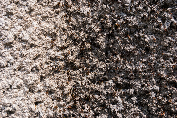 Stucco texture of cement wall, surface rough of concrete wallpaper background