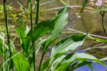 Phreatophyte. American water plantain Alisma plantago-aquatica in swampy-forest river water....
