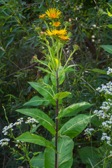 Elecampane flowers blooming, Inula helenium, with green leaves background