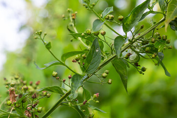 Scrophularia scopolii, Italian Figwort, Scrophulariaceae. Wild plant shot in summer