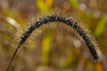 Setaria pumila in autumn in a wild field