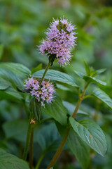 Closeup of lilac and purple blooming Water Mint or Mentha aquatica plants in their own natural habitat