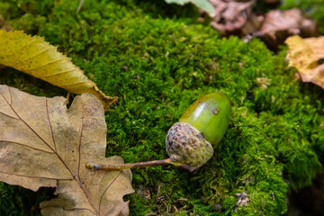 Autumn background fallen oak leaves and ripe acorns lie on the forest ground. Quercus robur,...