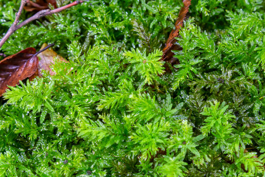 Mnium hornum, known as Swan's-neck Thyme-moss