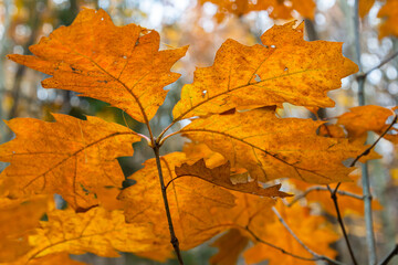 Oak leaves turning colors still on the branches of the tree being backlit by the bright sunlight of the autumn season