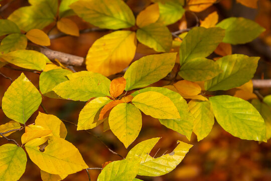 Autumn coloured beech leaves on a grey background in a forest. Autumn nature - Powered by Adobe