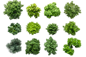 Overhead View of Lush Green Foliage: A Collection of Diverse Shrubs Transparent Background, PNG