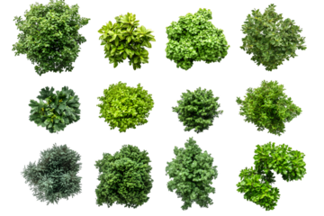 Overhead View of Lush Green Foliage: A Collection of Diverse Shrubs Transparent Background, PNG